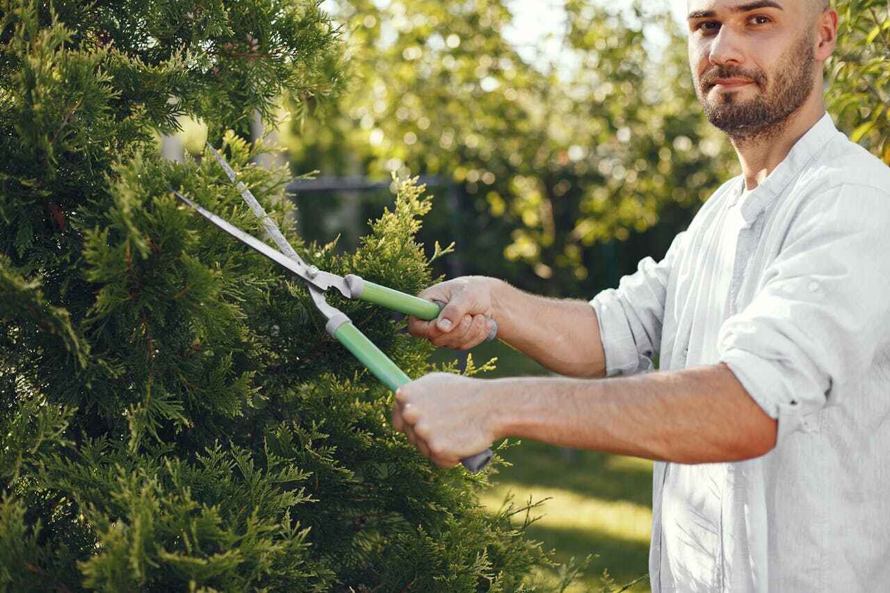 Emergency Storm Tree Removal in Minneapolis, MN